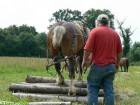 Travail à l'éducation du cheval