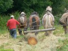 Débardage avec 3 chevaux et 1 mule