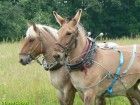 Débardage en double, cheval et mule