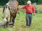 Travail à l'éducation du cheval