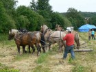 Débardage avec 3 chevaux et 1 mule