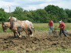 Travail avec la charrue, cheval et mule