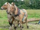 Débardage en double, cheval et mule